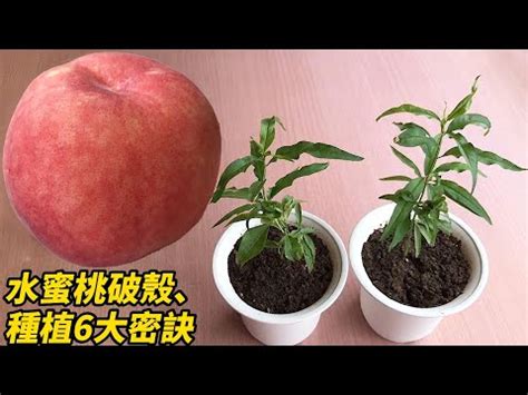 家裡種玫瑰花好嗎|住家可以種玫瑰花嗎？